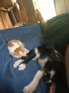 Snuggling with my little nuggets, Mac is the black and white one, Mani is orange