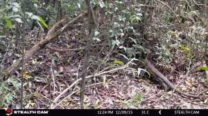 A Teju, or black Iguana, as seen on my trap camera on my family's property
