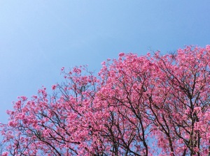 Pink and blue. Paraguay in August.